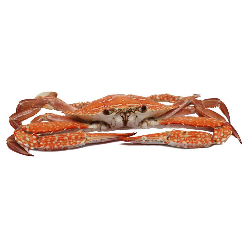 Cooked Sand Crab (whole) Butcher Baker Grocer